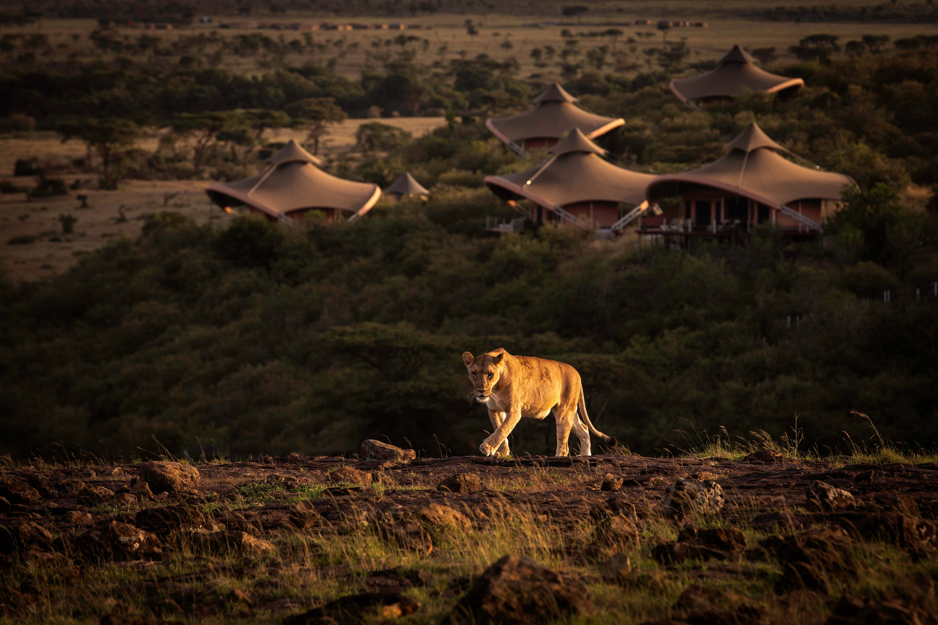 Luxury travel in Kenya — Where Safari Dreams Come Alive