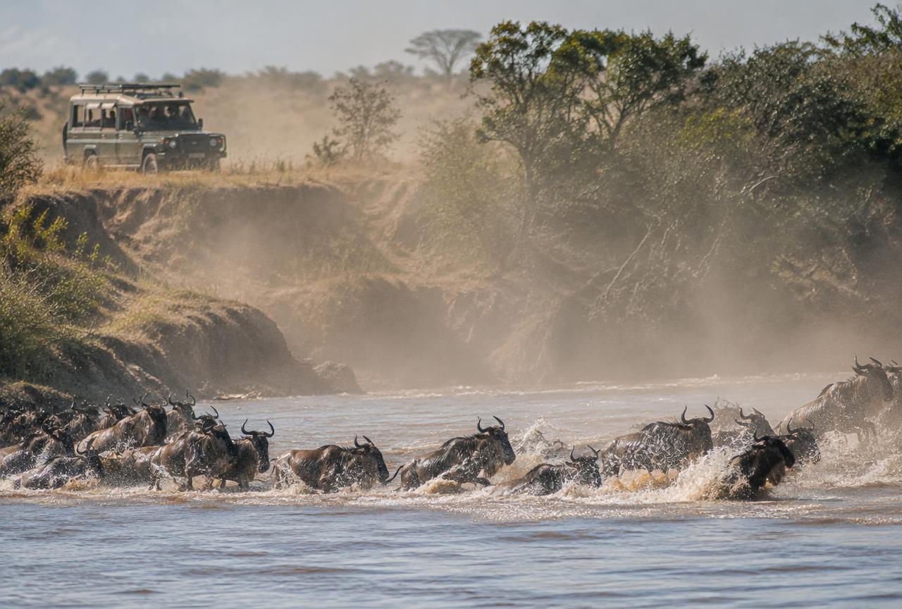Wildebeest crossing a river during the migration
