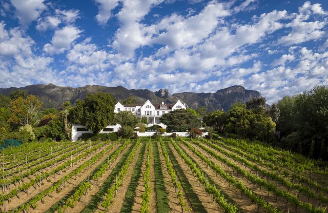 Rolling vineyards at sunset